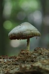 abb mushroom